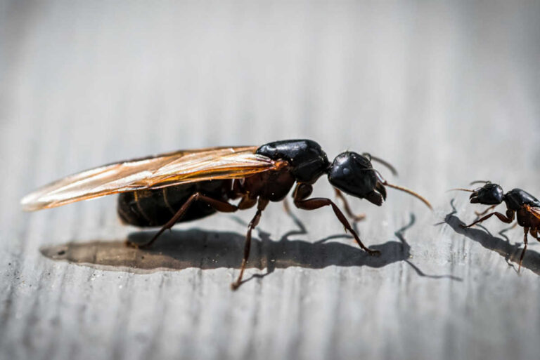 ¿Como expulsar a las hormigas voladoras de su patio?